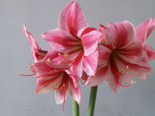 花瓶