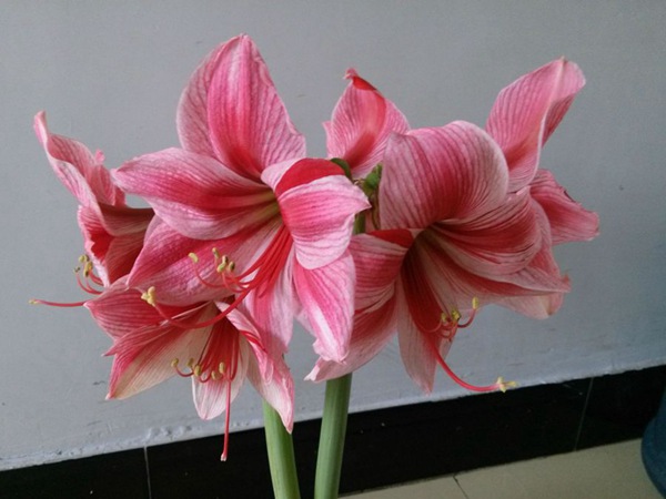 花瓶