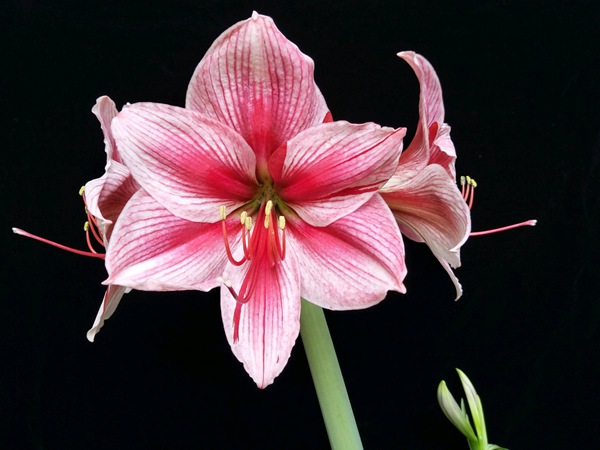 花瓶