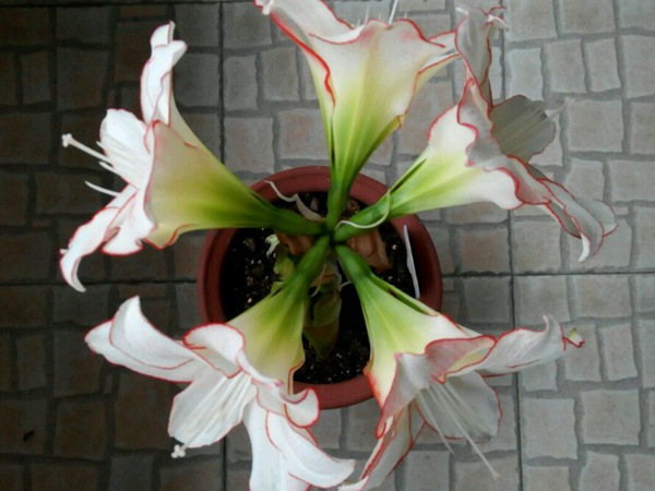 花邊石竹
