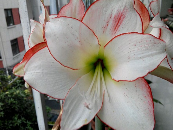 花邊石竹