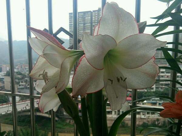 花邊石竹