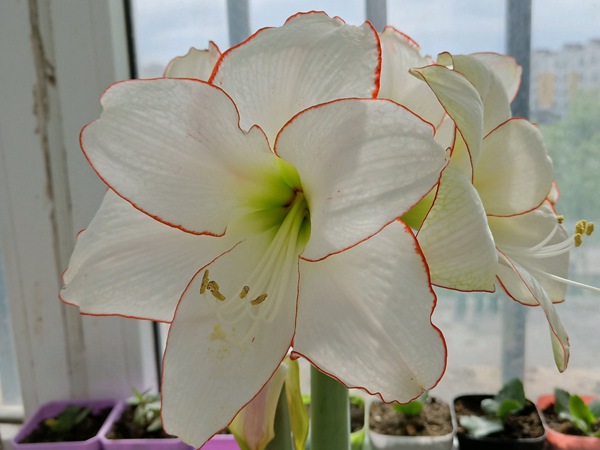 花邊石竹