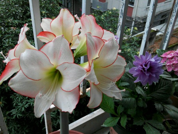 花邊石竹