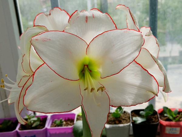 花邊石竹