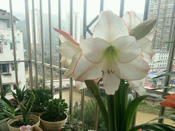 花邊石竹