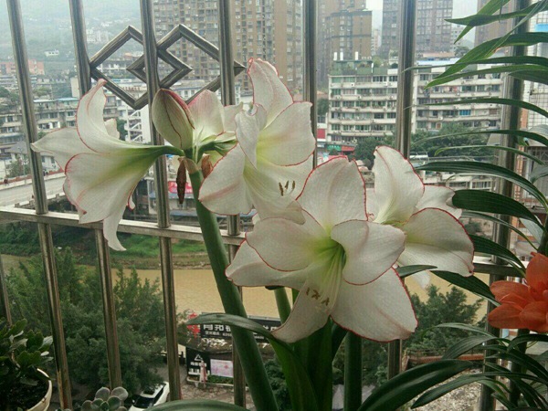 花邊石竹
