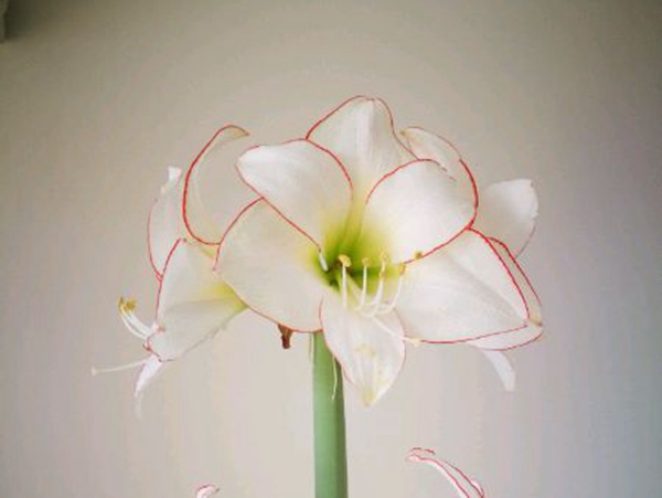 花邊石竹