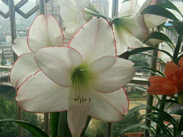 花邊石竹