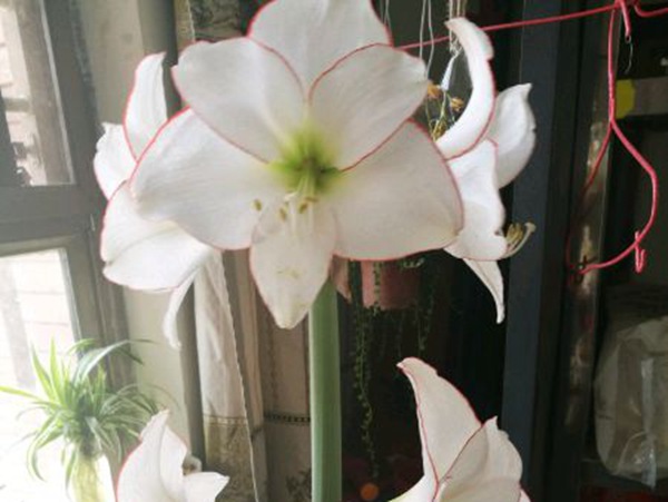 花邊石竹