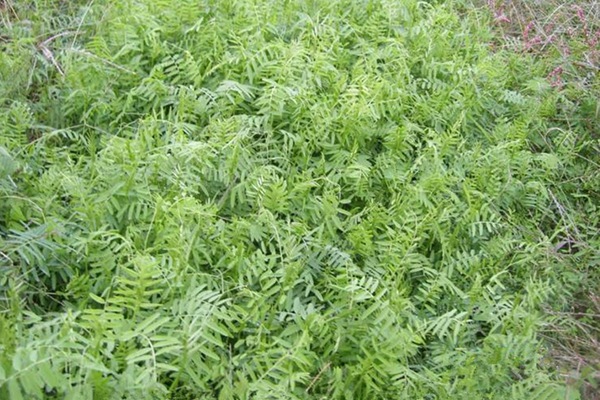 牧草如何才能獲得高產量？