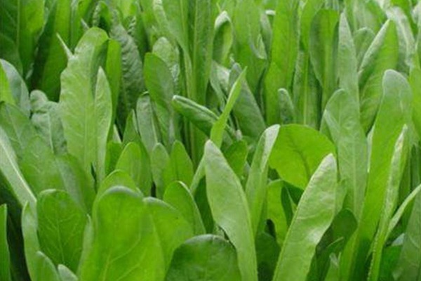 菊苣種子怎么種，多久發芽