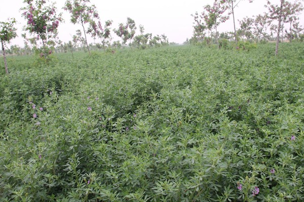 紫花苜蓿種子的種植方法