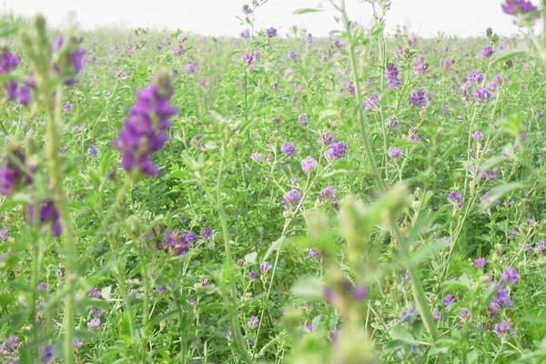 紫花苜蓿種子的種植方法