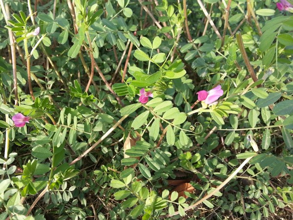 紫花苜蓿的種植技術及管理要點