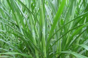 新型皇竹草和臺灣甜象草哪一種牧草好，更適合養殖？
