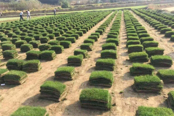 黑麥草種植時間，什么時間種最合適