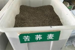 蕎麥種子多少錢一斤,營養價值有哪些