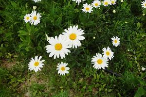 大濱菊什么時候種，大濱菊種子播種需要注意什么？