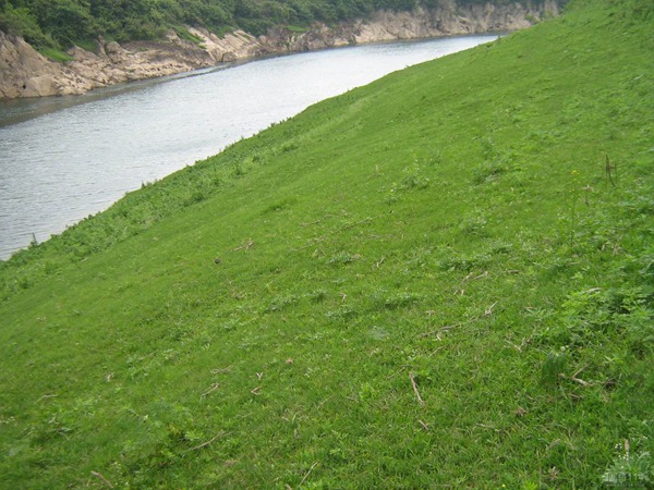 狗牙根草坪
