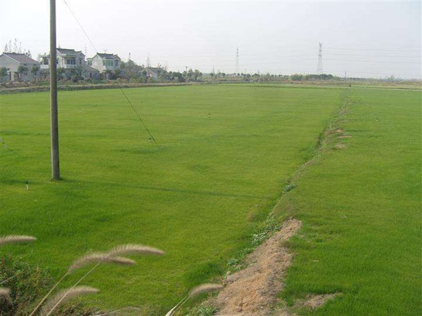 狗牙根草坪