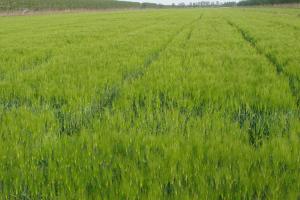 牧草燕麥和大麥的區別-牧草燕麥和大麥的不同