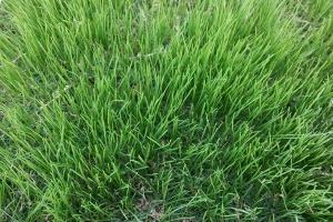 羊吃的草都有哪些品種