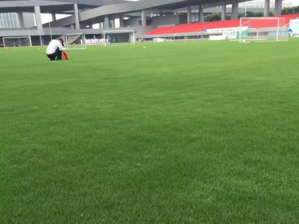 馬尼拉和狗牙根的返青時間在什么時候？