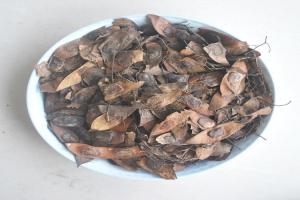 黃檀種子圖片_價格_種植方法