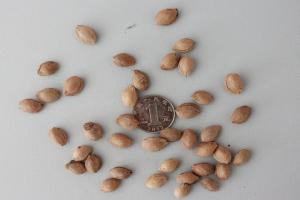 紅葉李種子批發價格及育苗方法