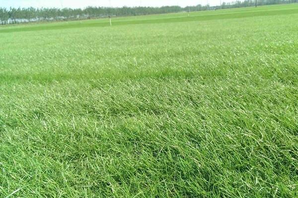 黑麥草什么時候播種 種植時間在幾月份
