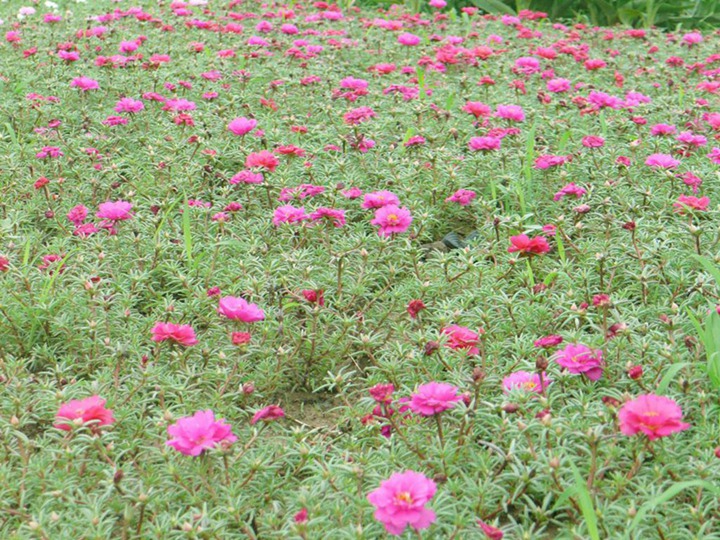 半枝蓮的花語和寓意