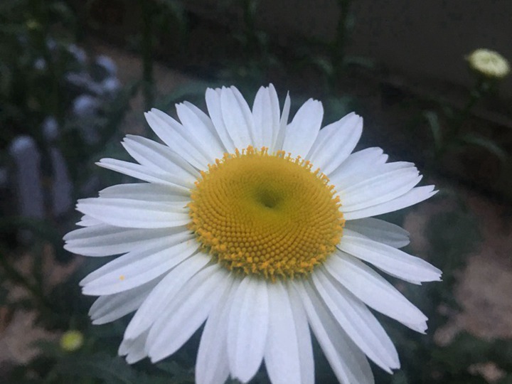 大濱菊的花語和寓意