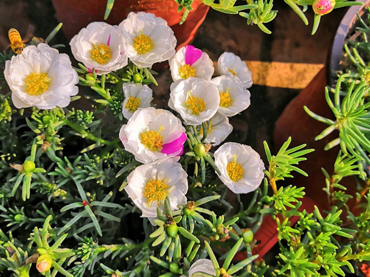 太陽花的花語和寓意