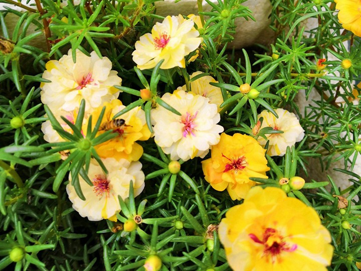 太陽花的花語和寓意