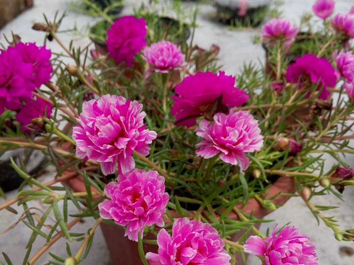 太陽花的花語和寓意