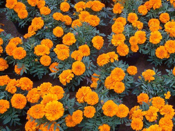 孔雀草的花語和寓意