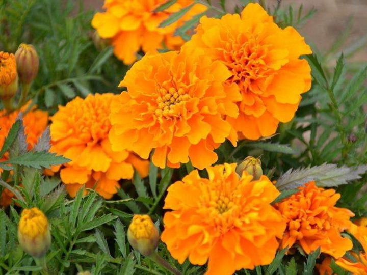 孔雀草的花語和寓意