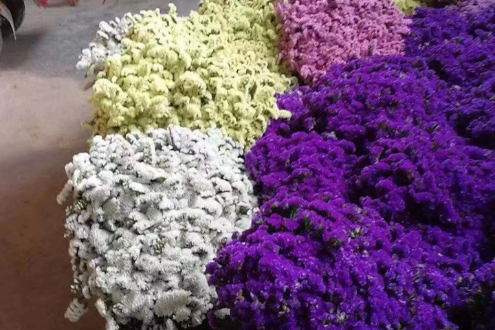 勿忘我花期有多久,勿忘我的花語是什么
