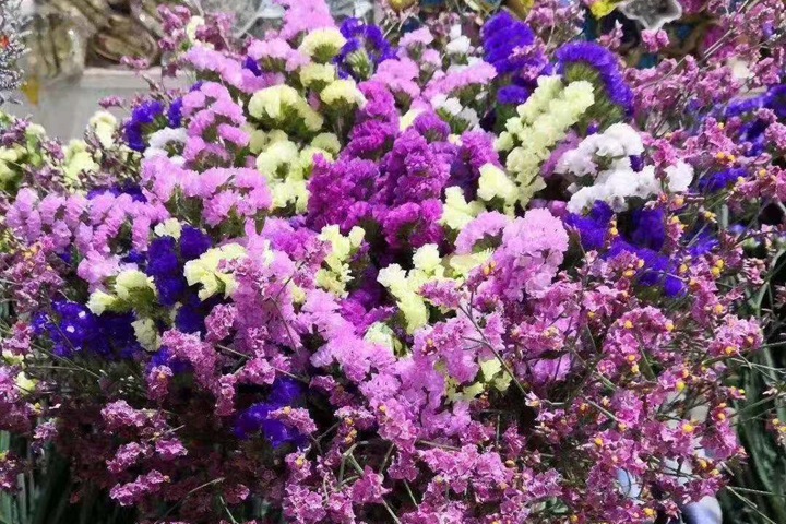 勿忘我花期有多久,勿忘我的花語是什么