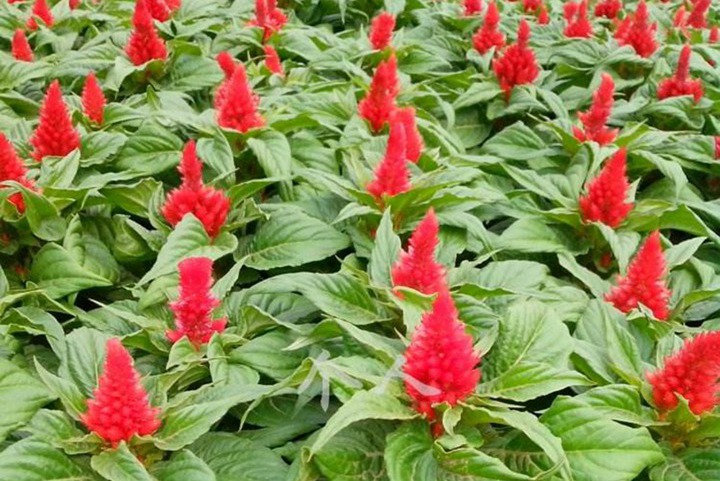 雞冠花的花語和寓意