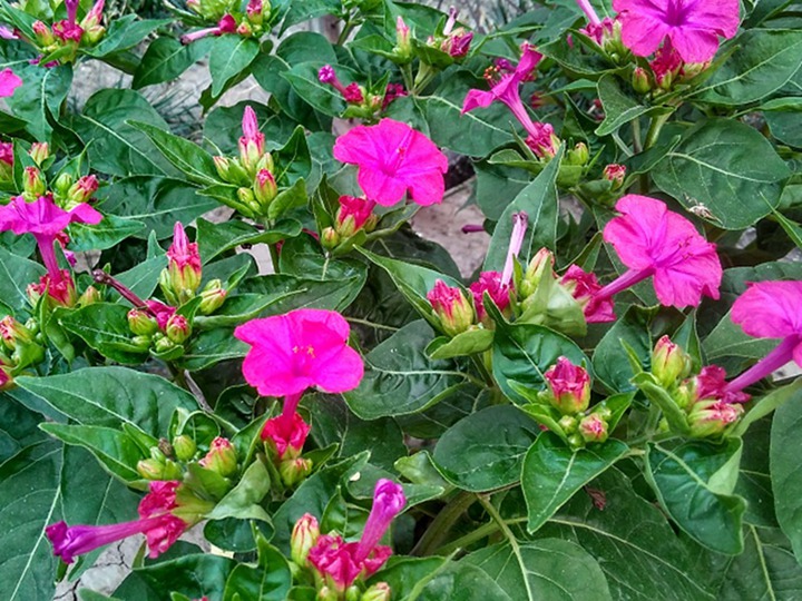 紫茉莉的花語和寓意