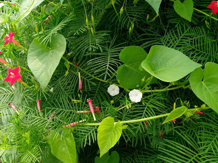 鶯蘿的花語和寓意
