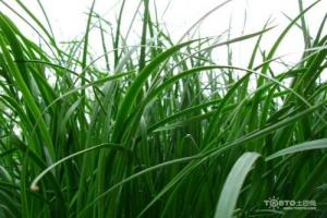 一年生黑麥草種植技術及高產方法-一年生黑麥草種植技術和方法
