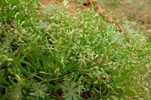 野牛草一畝地需要多少種子-野牛草一畝地用多少斤種子