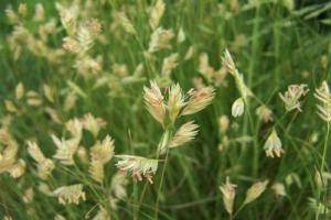 野牛草一斤種子能種多大面積