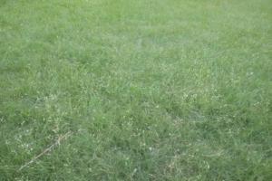 野牛草怎么種植-野牛草種植方法介紹