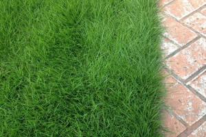 四季青什么時候種植好-四季青什么時候種植最好