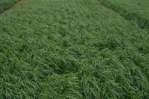 牧用黑麥草種子的播種時間-牧用黑麥草種子什么時候播種