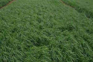 黑麥草一畝地能產多少鮮草-黑麥草一畝地能產多少斤干草